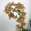 Cymbidium Isle 'Flamingo' 